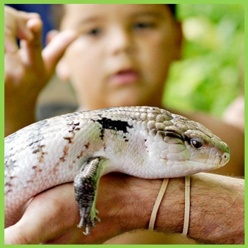 An image representing Free Fun For Kids: Curious Creatures