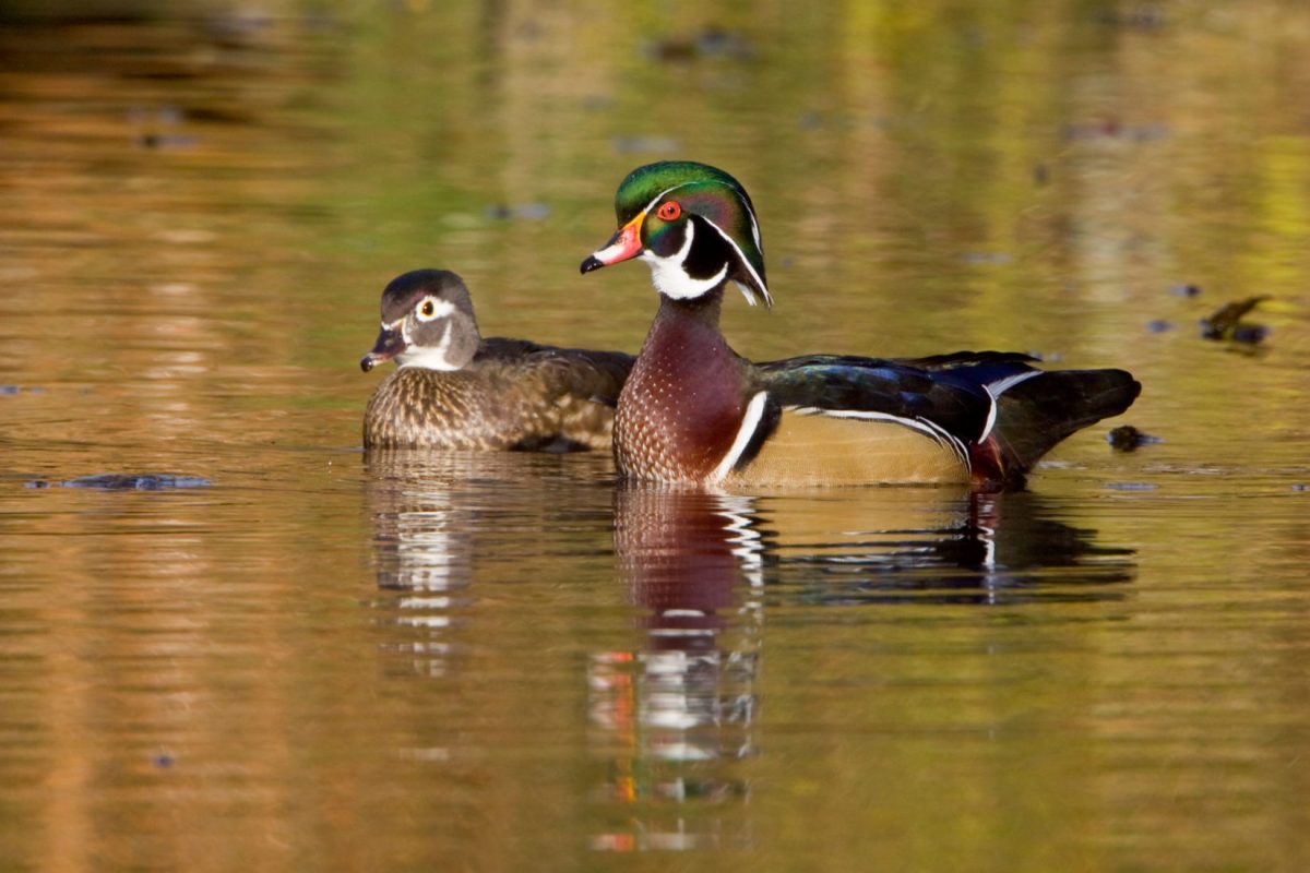 An image representing Duck Walk on the Concord River Greenway