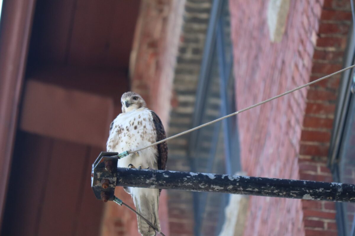An image representing Lowell Bird Walk
